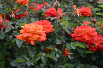 Colseup beautiful red-orange roses in full bloom known as Park rose orange Rumba with blurred...