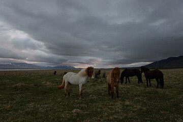 Obraz na płótnie Canvas Icelandic horses under the dramatic sky