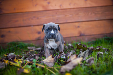 Portrait of Staffordishire Terrier Baby. Pitbull puppy in a box in the garden