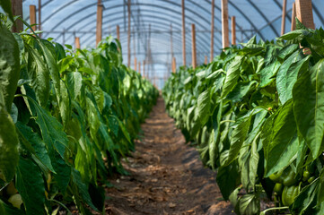 a rows of pepper in a greenhouse,industrial growing vegetables