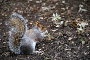 Squirrels in park