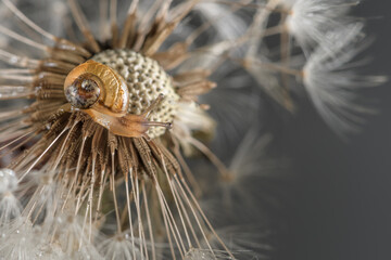 Side close-up of a small snail walking through a soft dandelion flower