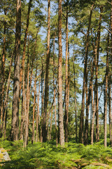 Forêt de Fontainebleau, Île-de-France, France