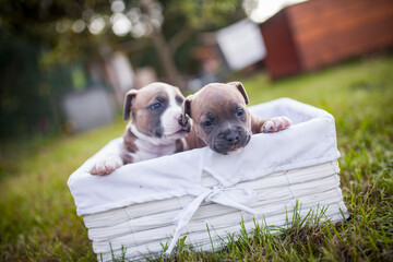 Portrait of Staffordishire Terrier Baby. Pitbull puppy in a box in the garden