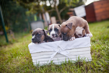 Portrait of Staffordishire Terrier Baby. Pitbull puppy in a box in the garden