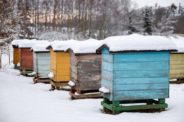 Colorful hives in apiary covered with snow on a sunny day, beehives with snowdrift on roofs