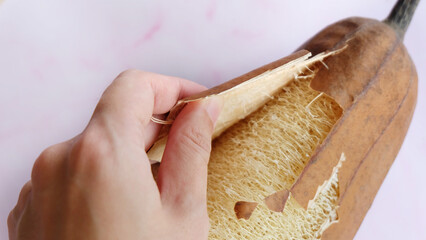 A hand peeling off the dry skin of the luffa plant, revealing the fibrous interior inside.