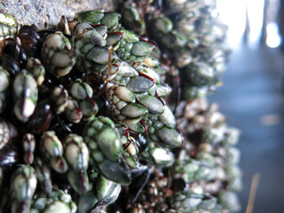 Saltwater mollusk living under wooden pier