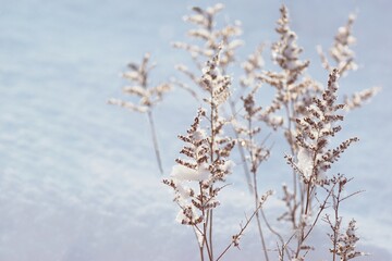 Beautiful white winter  garden scenery with frozen plants
