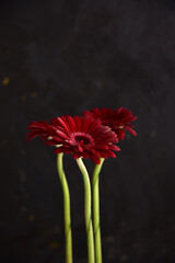A flower of a slender, tall gerbera of red color on a black background.