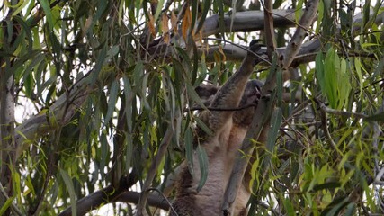 Koala Climbing On The Branches Of A Eucalyptus Tree In The Woodland. close up, low angle
