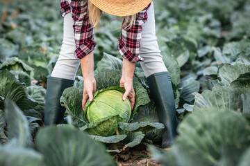 Farmer picking cabbage vegetable at agricultural field