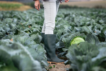 Rubber boot. Farmer standing in cabbage field. Gardening at vegetable organic farm