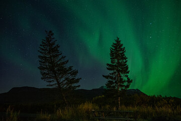 strong northern lights (aurora borealis) with trees foreground in the norwegian wilderness