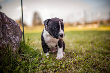 Portrait of Staffordishire Terrier Baby. Pitbull puppy in a box in the garden