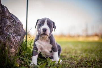 Portrait of Staffordishire Terrier Baby. Pitbull puppy in a box in the garden