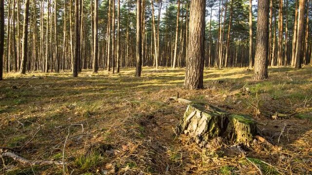 Zeitraffer im Wald B&auml;ume werden von der Sonne angestrahlt