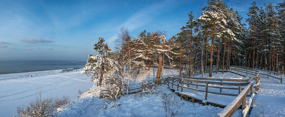 Snow covered pine forest during sunny day in winter. Panoramic view of coniferous forest with wooden pathway near sea coast against beautiful blue sky.