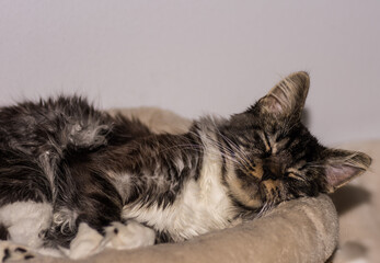 sleeping dear little maine coon cat with grey