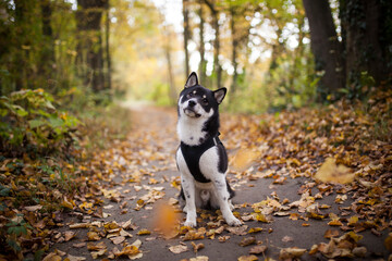 Small black shiba inu in the forest. Dog at the walk. Japanes dog sitting in the nature with flying leaves