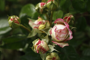 Pink rosebud
