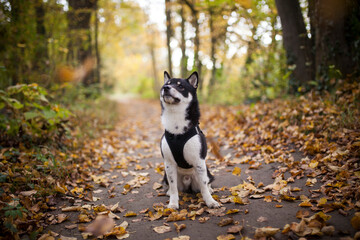 Naklejka na ściany i meble Small black shiba inu in the forest. Dog at the walk. Japanes dog sitting in the nature with flying leaves