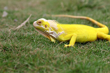 yellow iguana on the grass