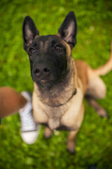 Portrait of an Malinois. Belgian Shepherd standing in the forest. Dog on a walk