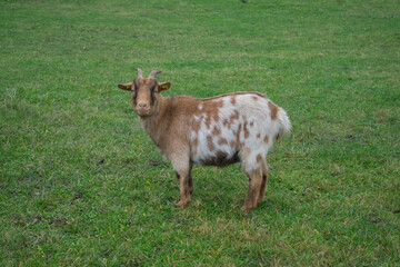 Naklejka na ściany i meble Beautiful brown domestic goat (Capra hircus) standing in green grass and looking at camera