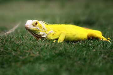 yellow iguana on the grass