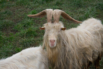 Fototapeta premium Beautiful brown male domestic goat (Capra hircus) looking at camera. Green farm background.