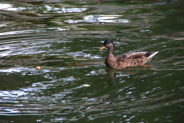 Canard à Sommières Gard