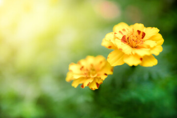 Closeup view of natural yellow flower in garden against green blur background and sunlight with copy space using as background natural cover page concept.
