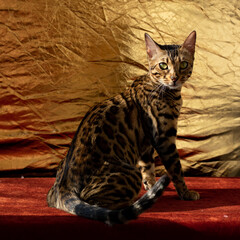 golden beautiful Bengali cat with big eyes
