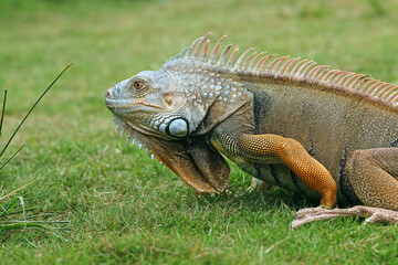 iguana on the grass