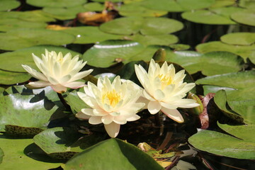 white water lily