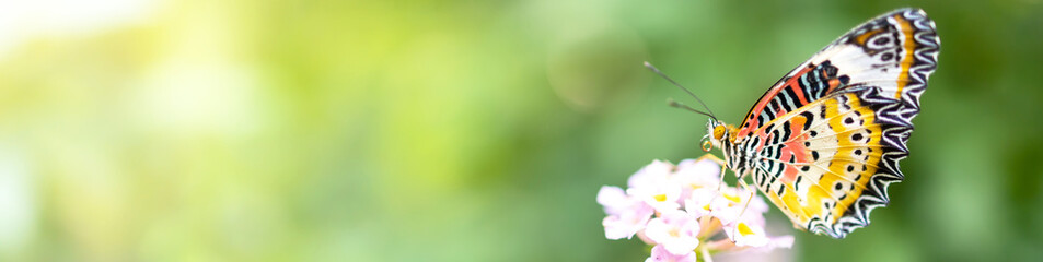 butterfly on pink flower in garden against green blur background and sunlight with copy space using as background natural cover page concept.