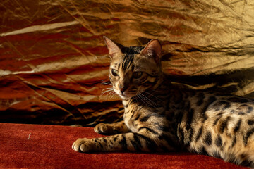 Obraz premium golden beautiful Bengali cat with big eyes