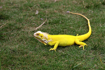 yellow iguana on the grass