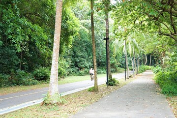 Beautiful green forest trees and street in Garden City, Singapore - シンガポール 緑 道