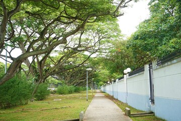 Beautiful green forest trees and street in Garden City, Singapore - シンガポール 緑 道