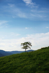 Obraz premium tree on a hill