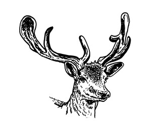 Graphical vector portrait of deer isolated on white background,hand drawn illustration