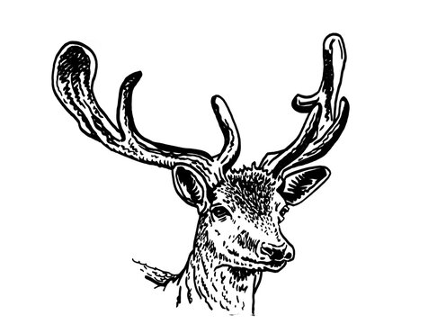 Graphical vector portrait of deer isolated on white background,hand drawn illustration