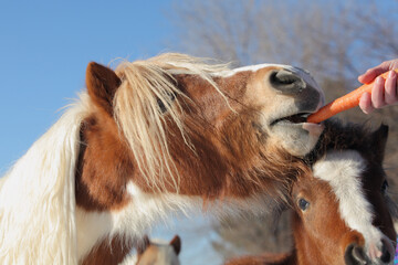 person's hand feeding carrot to adult miniature horse