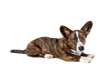 Brindle and white Cardigan Welsh Corgi dog