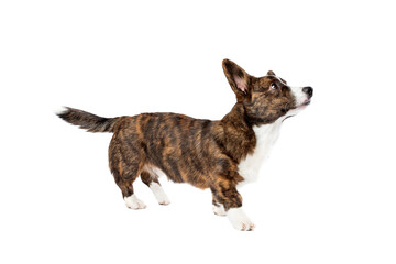 Brindle and white Cardigan Welsh Corgi dog