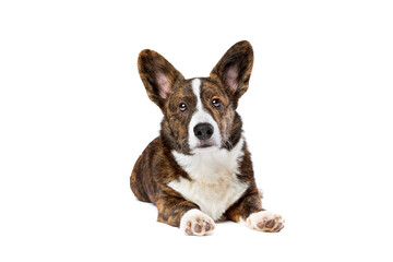 Brindle and white Cardigan Welsh Corgi dog