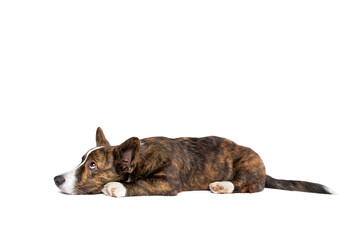 Brindle and white Cardigan Welsh Corgi dog