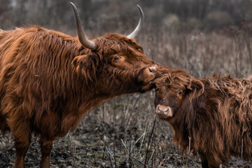 Scottish highland calf  and mother 